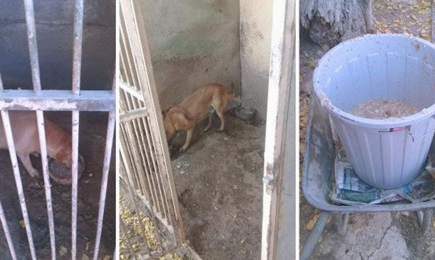 Köpek Eğitim Merkezinde Uygunsuz Koşullarda Köpek Besleyen Veteriner Hekime 34 Bin TL Ceza