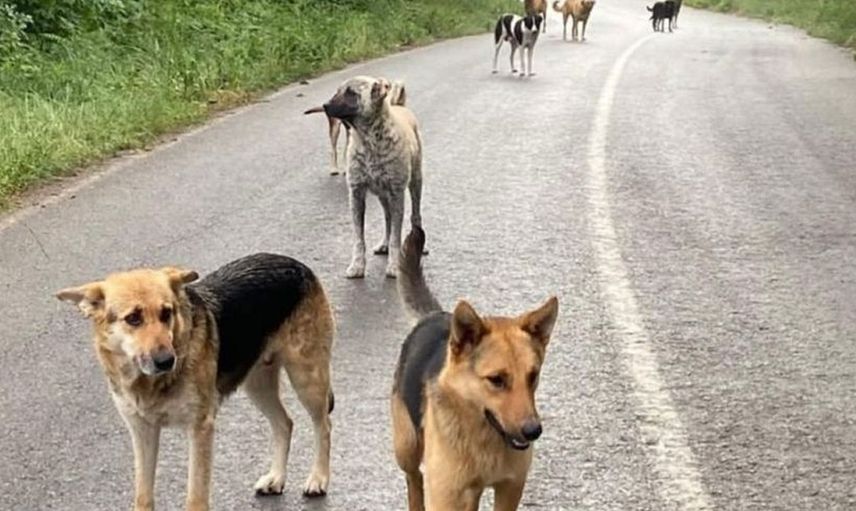 Köpek saldırıları durmuyor: İşe gitmek için evden çıkan sağlık çalışanı ölümle burun buruna geldi!