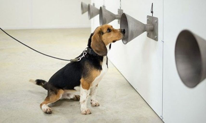 Köpekler Kovid-19 Vakalarını PCR Testlerinden Önce Tespit Ediyor!