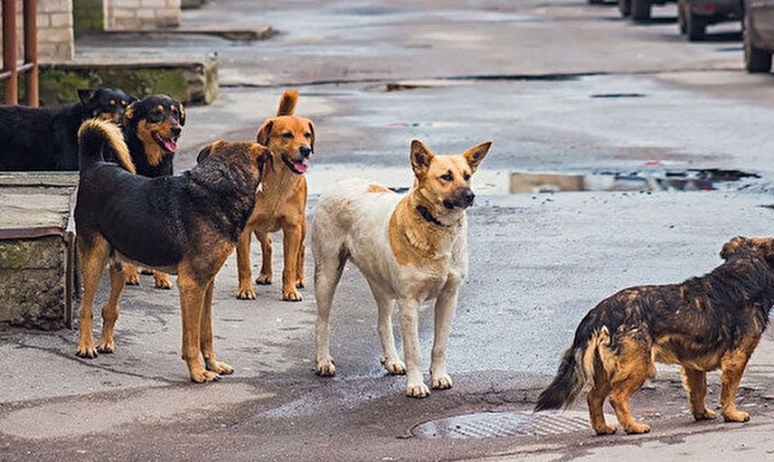 Köpeklerden korkanlar dikkat! Uzmanlar uyardı, saldırılardan zarar görmemek için yapılması gerekenler