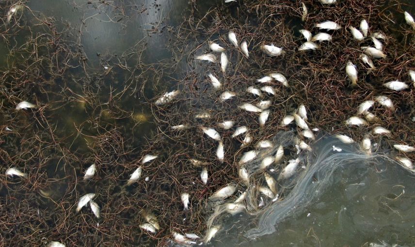 Korkutan Görüntüler! Gölün Kıyısı Ölü Balıklarla Doldu