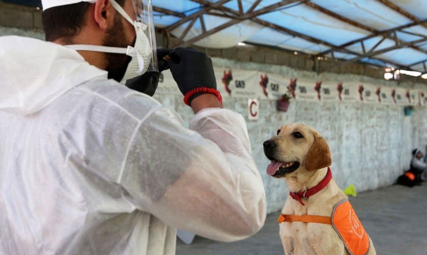 Kovid Testini Köpekler Yapacak