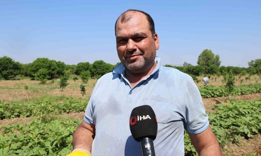 Kozan’da bamya hasadı başladı, tarlada kilosu 150 TL