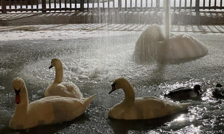 Kuğulu Park Buz Tuttu Olan Kuğulara Oldu