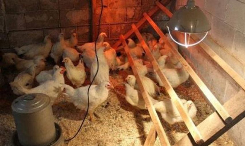 Kümesteki Tersliği Sezen Adamı Tavukların Kanatlarını Kaldırınca Gördüğü Manzara Duygulandırdı