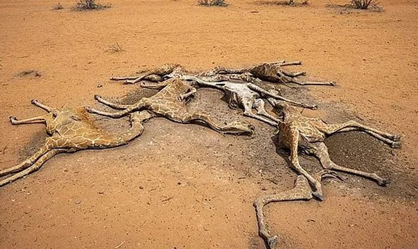 Kuraklığın Geldiği Son Nokta! Kenya’da Zürafalar Susuzluktan Ölüyor