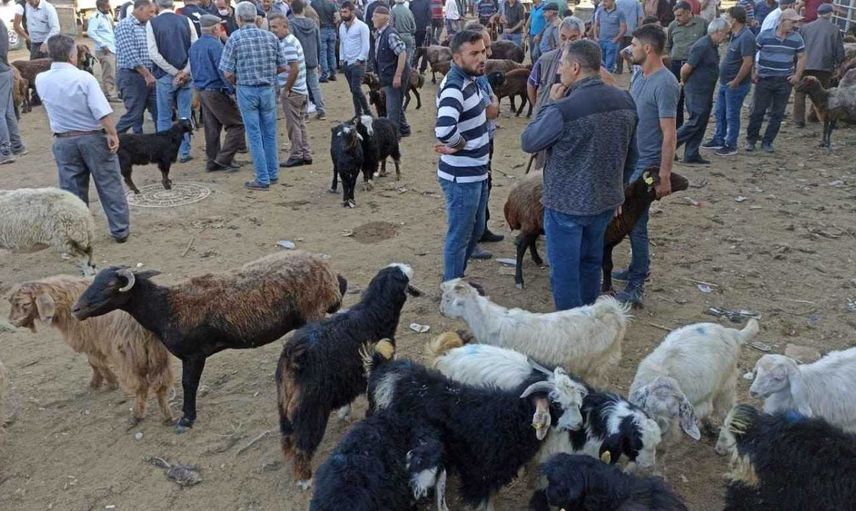 Kurban alacaklar dikkat! Ucuz kurban almak için dolandırılanların sayısı arttı! Iğdır'da kurban çetesi çökertildi