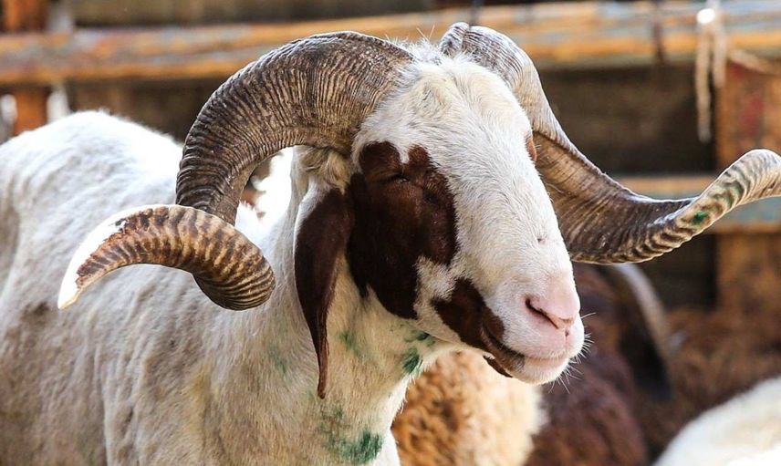 Kurban Bayramı tatili ne zaman, hangi güne denk geliyor? Kurban bayramı tatili hangi ay, ayın kaçında? Kurban Bayramı tatili 9 güne uzatılacak mı?