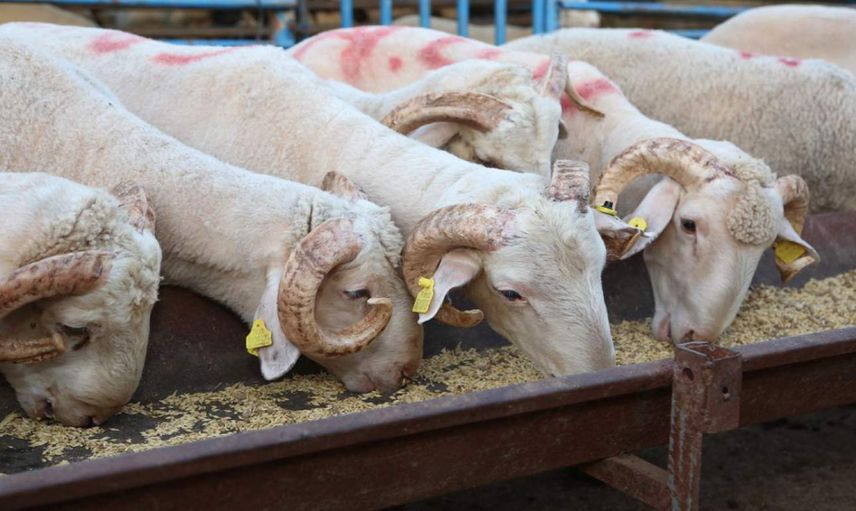 Kurban Bayramı’nda bunu yapmayın: 65 bin lira cezası var
