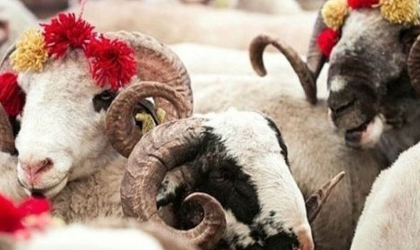 Bilim Kurulu Üyesi Açıkladı; Kurban Bayramı'nda Kısıtlama Olacak mı?