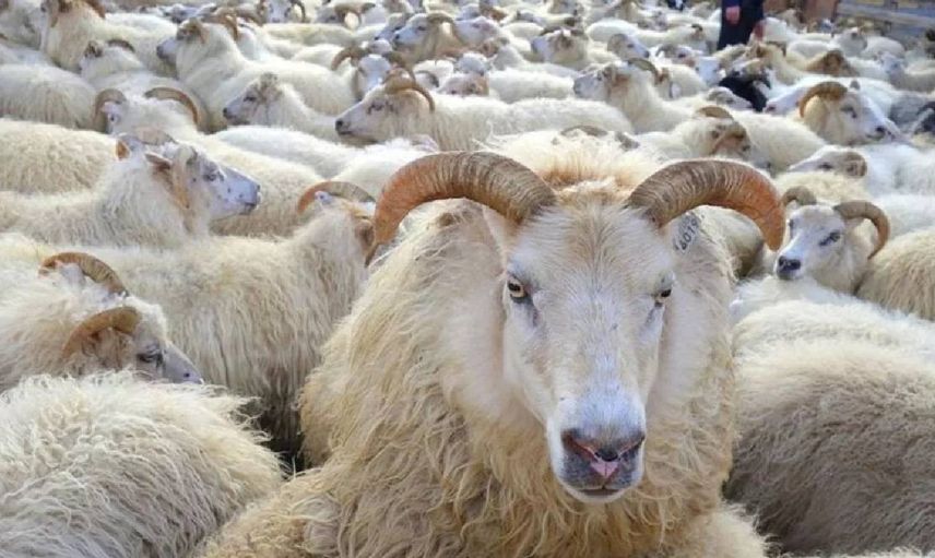 Kurban bayramının hangi günü kurban kesilir üçüncü gün veya dördüncü gün kurban kesilir mi? 3 veya 4.gün kurban kesilirse ne olur?