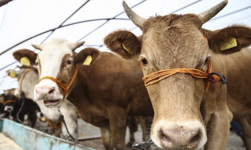 Kurban fiyatları belli oldu: 150 bin lira iddialarına yanıt geldi