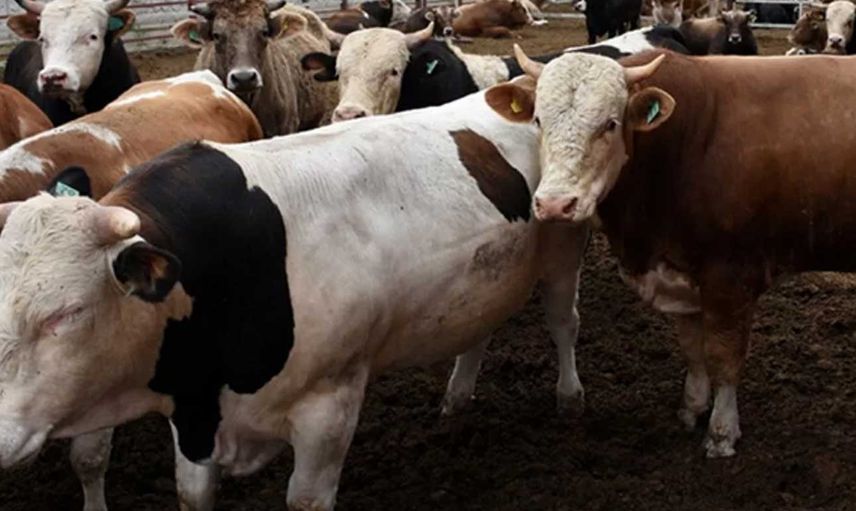 Kurban fiyatları belli oldu mu, Kurbanlık fiyatları 2022 ne kadar? Kurban fiyatlarında ilk rakam açıklandı!