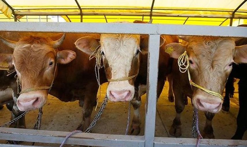 Kurban fiyatları ne kadar? TZOB Genel Başkanı Şemsi Bayraktar, kurbanlık fiyatları hakkında açıklamalarda bulundu!