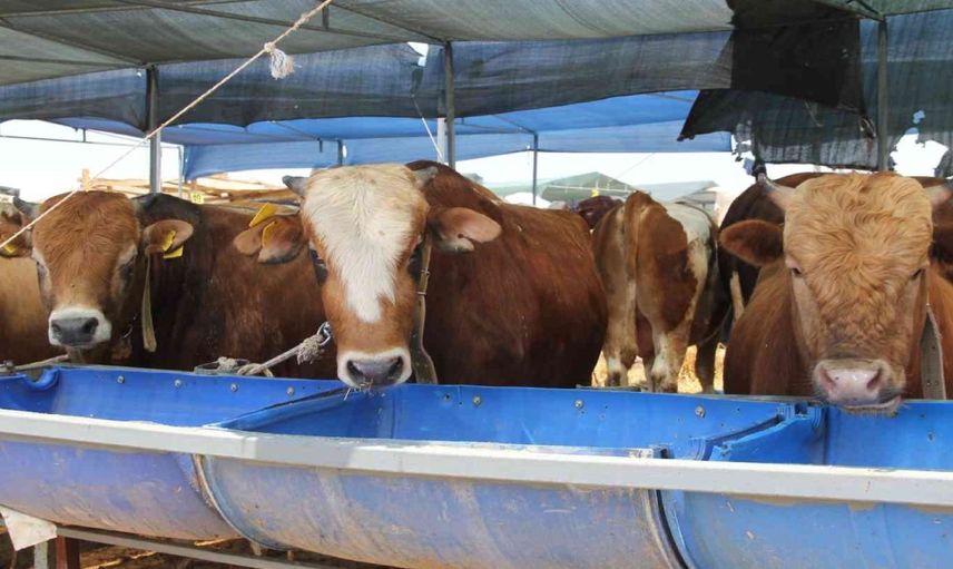 Kurban satışı yapacaklar dikkat: Kurban kesimi tebliği Resmi Gazete’de yayımlandı