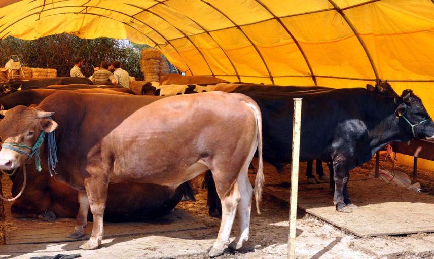 Kurbanlık alacaklar dikkat: Dolandırıcılara dikkat edin