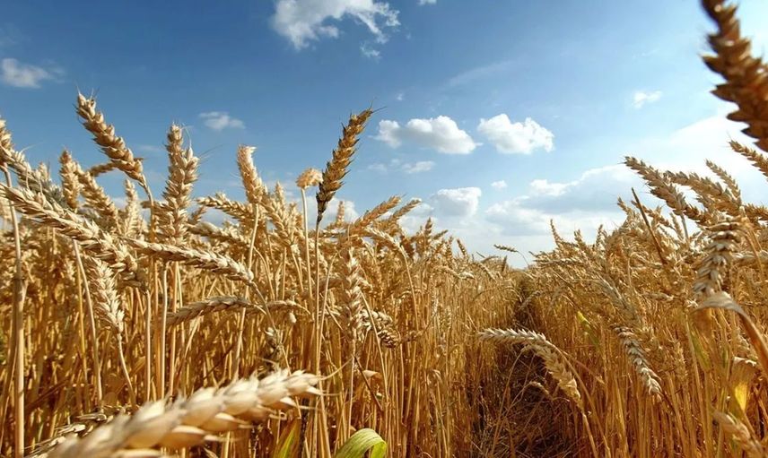 Küresel gıda fiyatları yıllık yüzde 24,1 artışla tarihi seviyede
