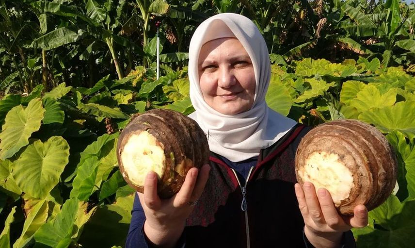 Küresel ısınma iklimi değiştirdi: Tropikal bitkiler Akdeniz’de yetişir oldu