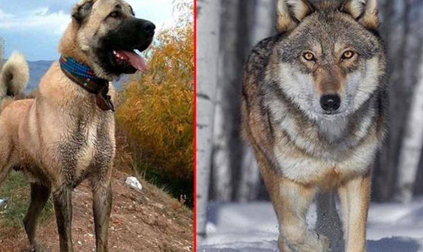 Kurtla Kangalı Çiftleştirdiler! İşte Ortaya Çıkan Yeni Bir Cins