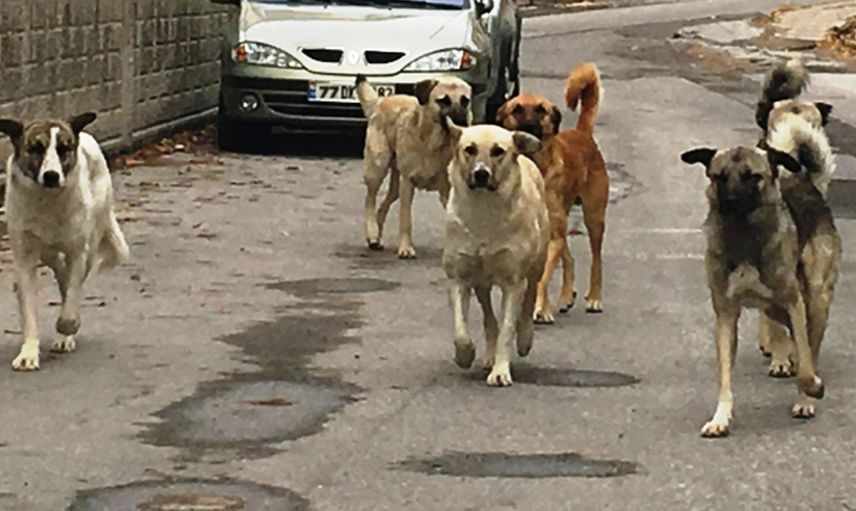 Kütahya'da başıboş köpek terörü: Anne ve oğul aracın altında kalmaktan son anda kurtuldu