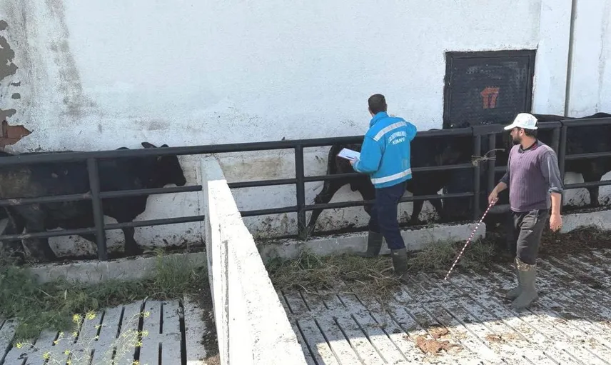 Kütahya'da İthal Besilik Danalara Sağlık Kontrolleri Yapıldı