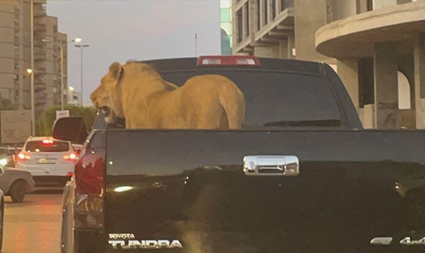 Libya’da Aslan Pikabın Kasasında Taşındı