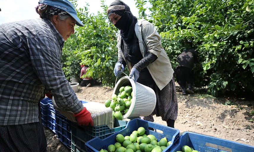 Limonda Hasada Başlandı Hedef 500 Bin Tondan Fazla İhracatın Yapılması