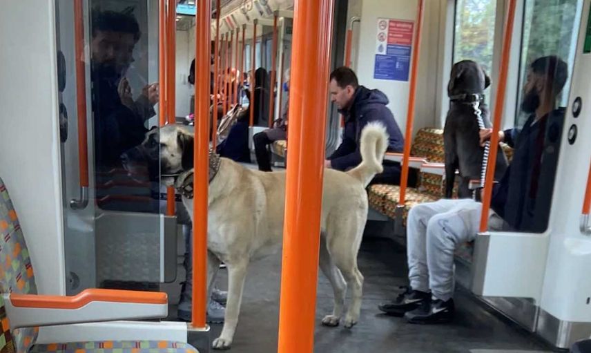 Londra metrosunda Sivas kangalı: Sosyal medyada büyük ilgi gördü
