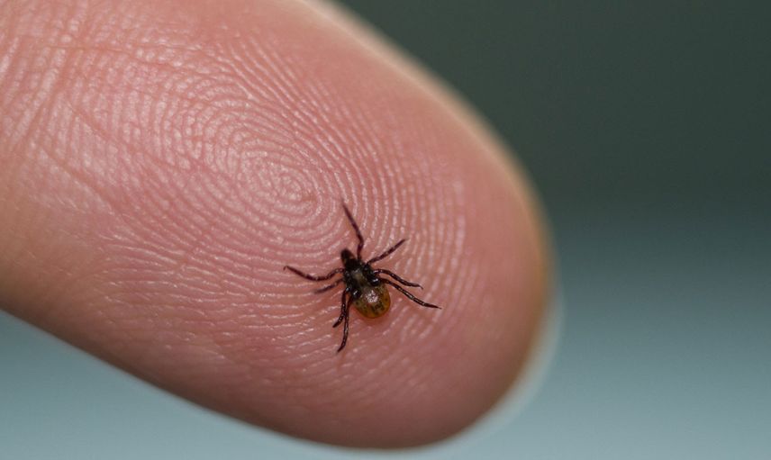 Lyme Hastalığı Nedir, Belirtileri Nelerdir, Tedavisi Nasıl Olur?
