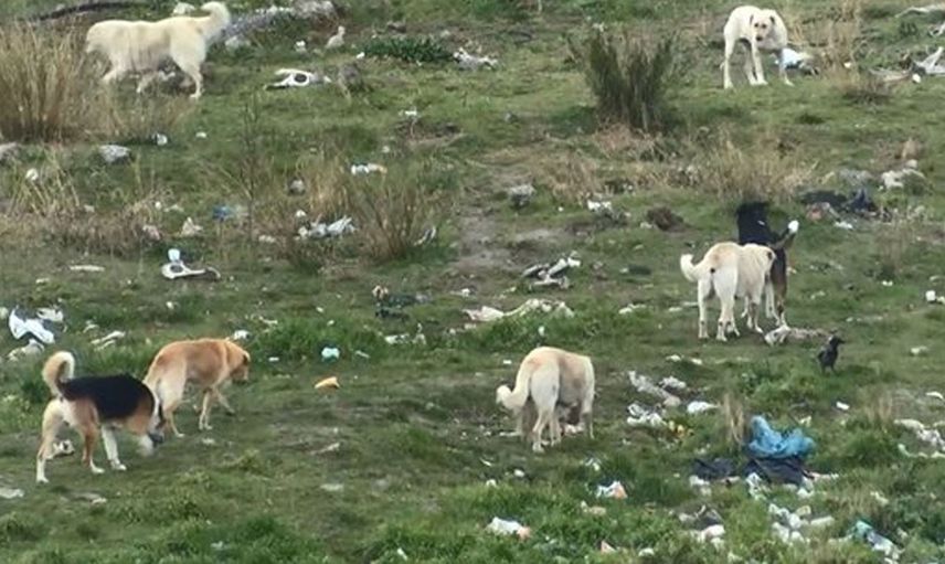 Mahallenin başıboş köpek korkusu! İstanbul'da eski fabrika arazisini onlarca köpek mesken tuttu!