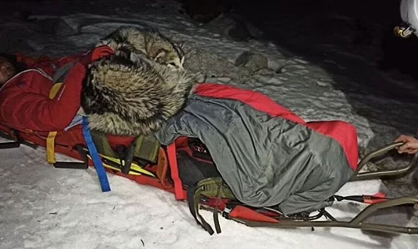 Mahsur Kaldığı Dağda Donmak Üzere Olan Adamı Köpeği Kurtardı