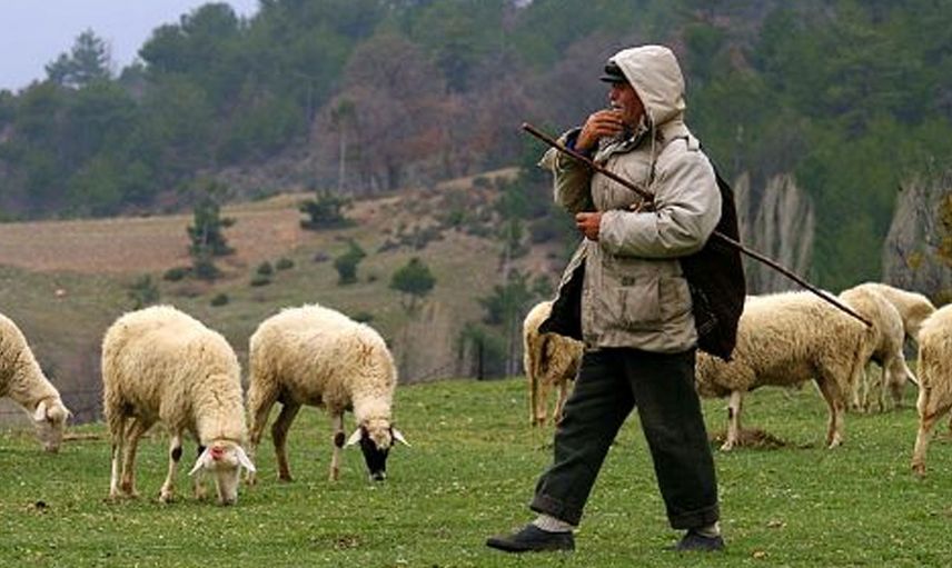 Malatya’da 5 Bin TL Maaşla Çalışacak Çoban Aranıyor