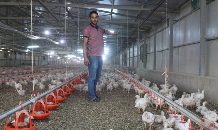 Malatya’da Acı Olay! Elektrik Kesilince Binlerce Tavuk Telef Oldu
