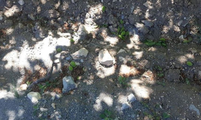 Malatya’da Etkili Olan Rüzgar Kayısı Bahçelerini Zarara Uğrattı