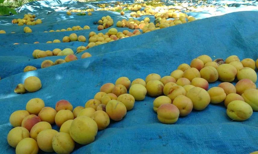 Malatya'da Kayısı Hasadı için Tarım İşçileri Yevmiyesi Belirlendi