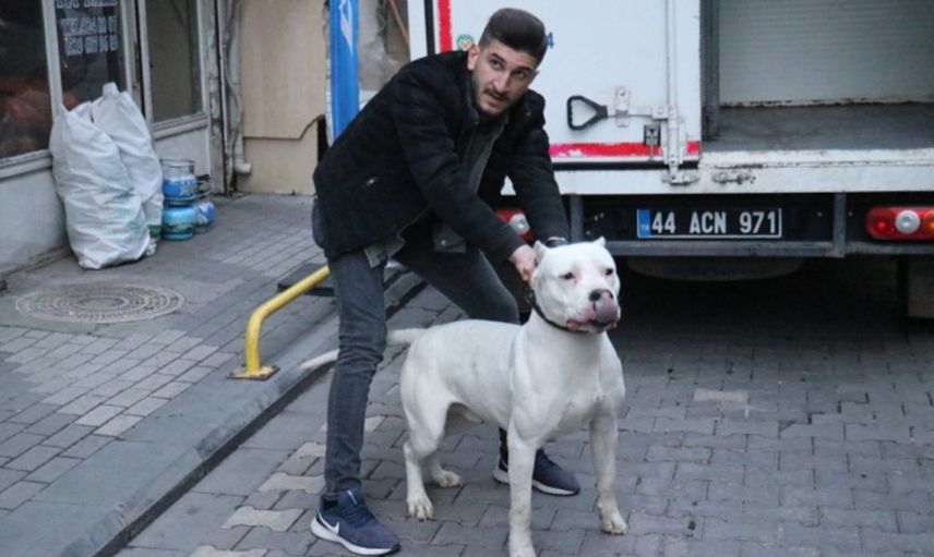 Malatya'da Pitbulllu Dehşet! Kavga Ettiği Kişilerin Üstüne Köpeği Saldı