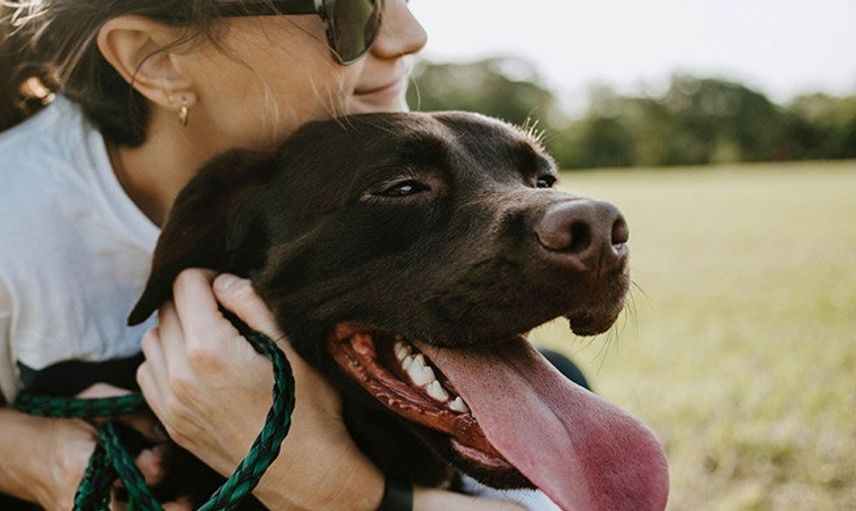 Malezya'da Köpekten İnsana Geçen Koronavirüs Türü Tespit Edildi