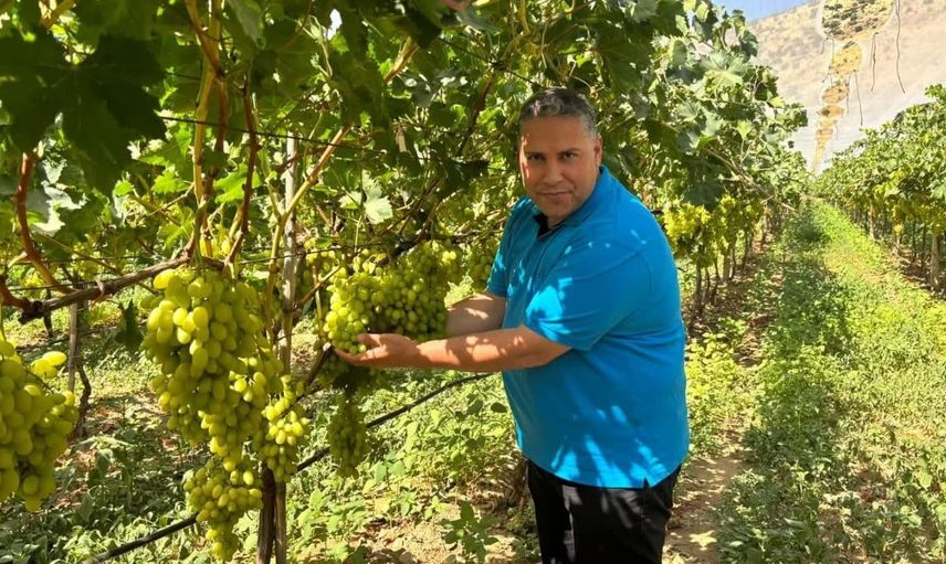Manisa il tarım ve orman müdürü erkenci üzüm hasadını inceledi