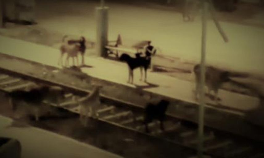 Mardin Nusaybin’de Sokak Köpeklerinin Saldırısına Uğrayan 7 Yaşındaki Çocuk Ağır Yaralandı!