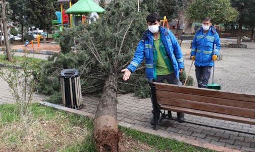 Mardin'de Fırtına Çıktı; 25 Yıllık Ağaç Devrildi
