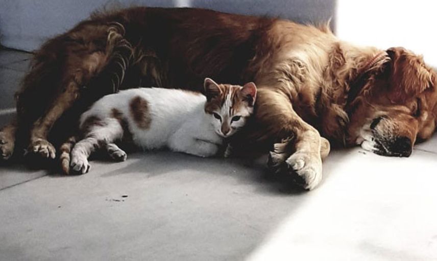 Marmara Adasında Pitbull Saldırısı Gerçekleşti