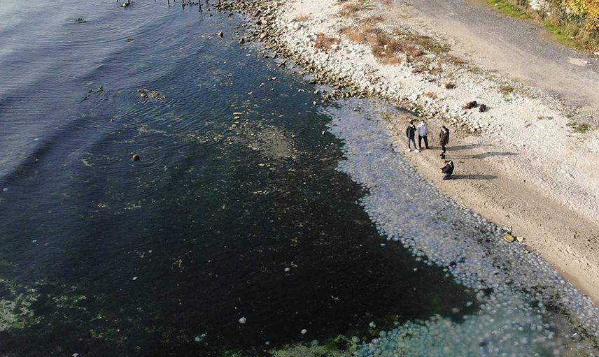 Marmara Denizi'nde korkutan tehlike: Pusula Deniz Anası görüldü