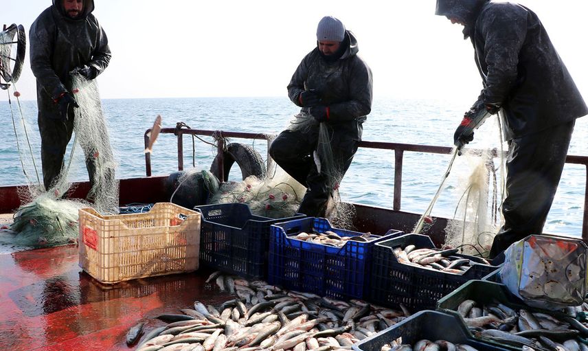 Marmara Denizi'ndeki Lüfer Bolluğuna Müsilaj Etkisi!