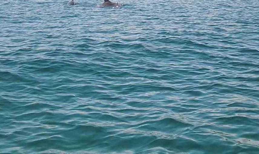 Marmara'da iki yunus teknenin yanında görüntülendi