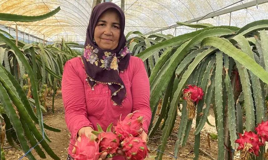 Mazot, gübre masrafı olmayan 4 gün susuz kalabilen ejder meyvesinin kilosu 100 lira!