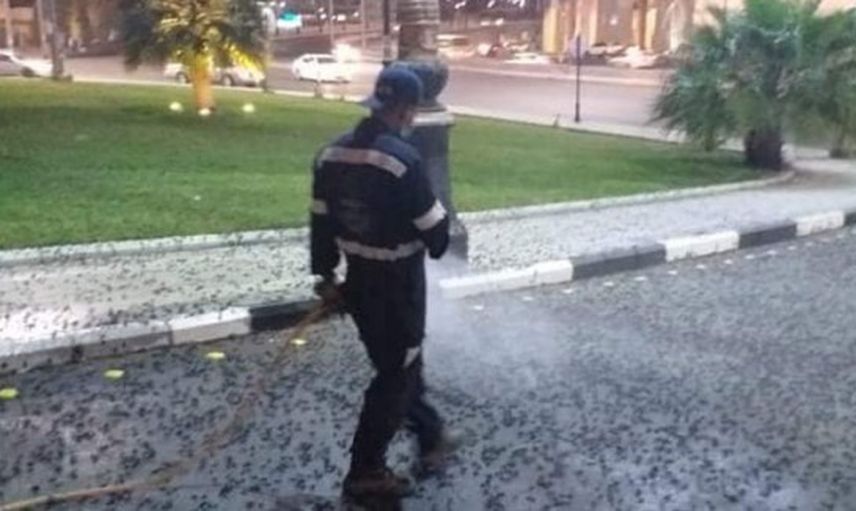 Medine'yi Çekirgeler Bastı