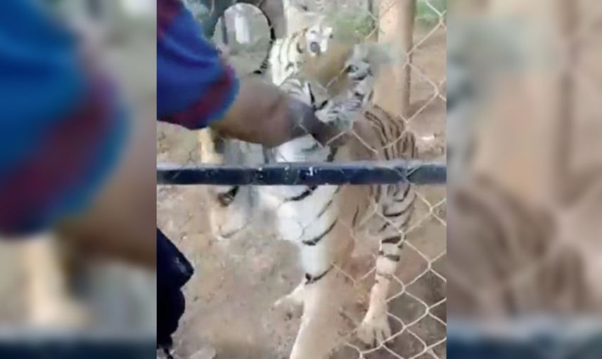 Meksika'da bakıcılık yaptığı kaplan tarafından saldırıya uğradı! Dehşet anları saniye saniye kayda alındı