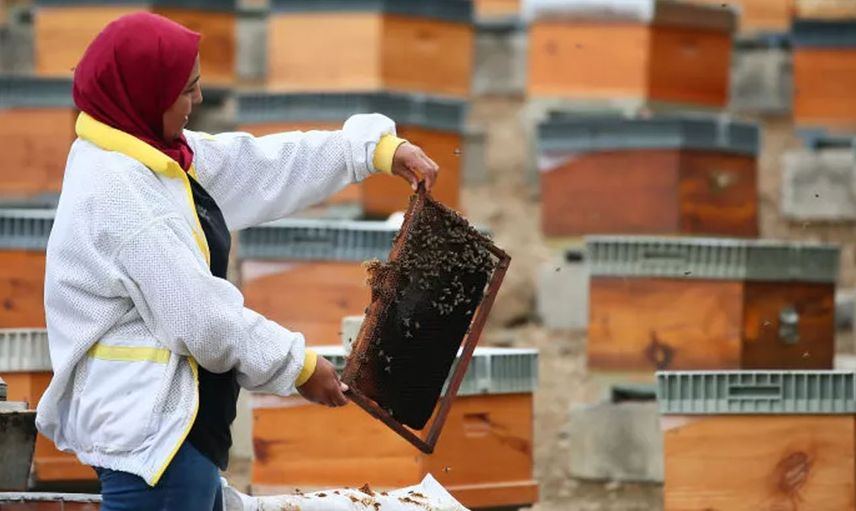 Memurluğu Bıraktı Arıcılığa Başladı! Şimdi 450 Kovanı Var