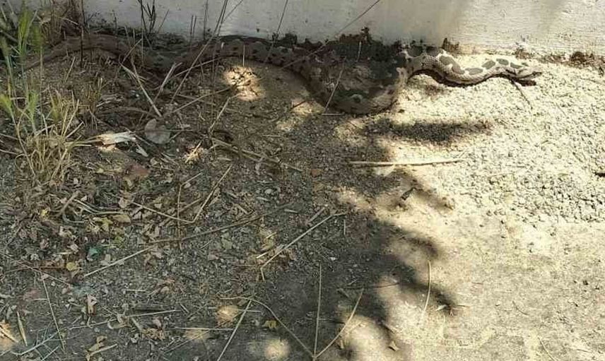 Menteşe'de zehirli engerek okul bahçesinde görüldü