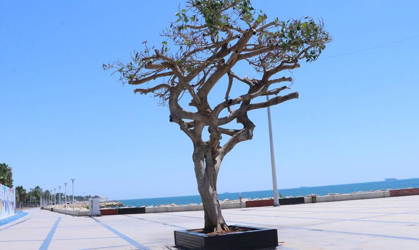 Mersin'de asırlık ağaç zehirlendi, 3 kişi gözaltına alındı!